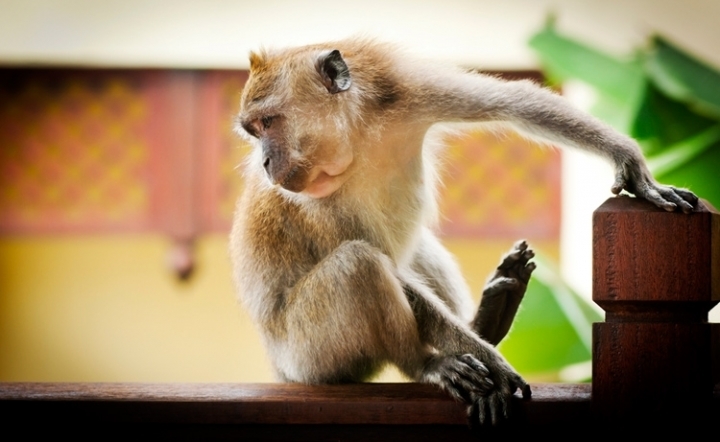 Домашняя обезьянка: как выбрать питомца и как за ним ухаживать?