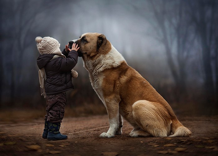 Дети и собаки: топ-10 питомцев для семьи с малышом