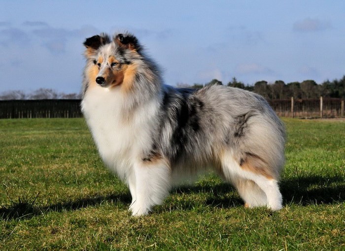 Дети и собаки: топ-10 питомцев для семьи с малышом