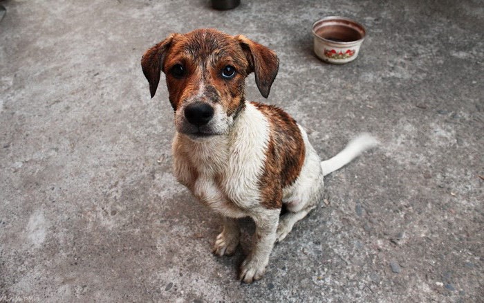 Дети и собаки: топ-10 питомцев для семьи с малышом