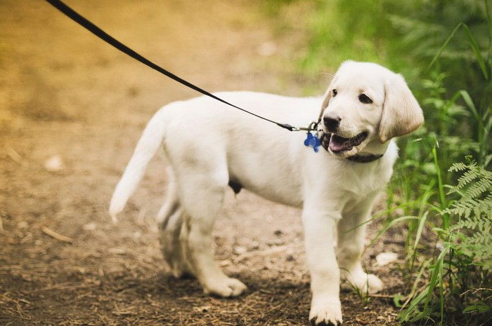 Дети и собаки: топ-10 питомцев для семьи с малышом