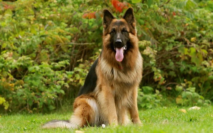 Дети и собаки: топ-10 питомцев для семьи с малышом