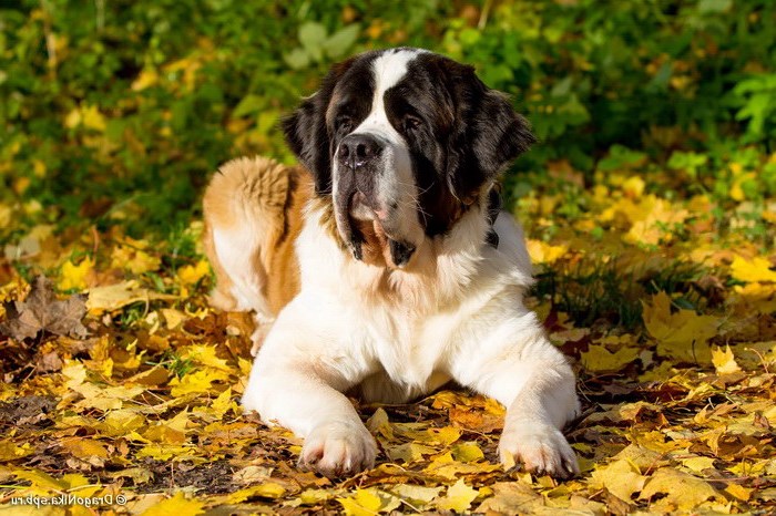 Дети и собаки: топ-10 питомцев для семьи с малышом