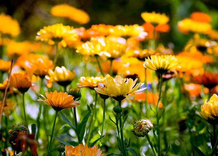 Эта удивительная календула: полезные свойства целебного растения
