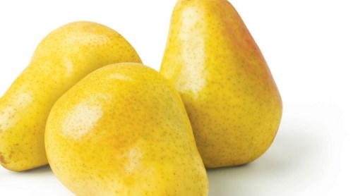 Груша Груша