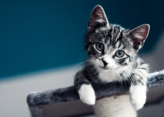 Как приучить кота к лотку: основные правила