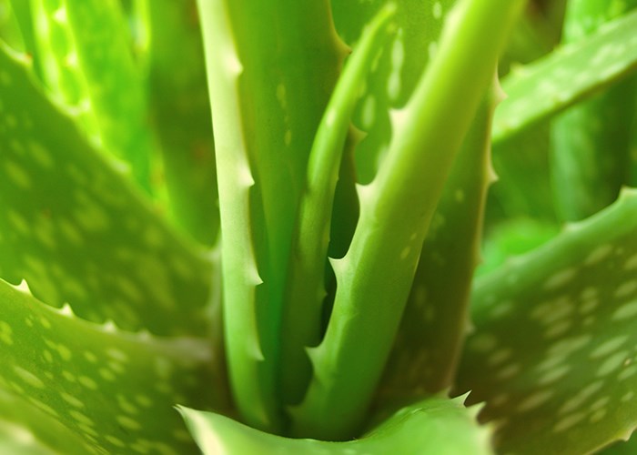 Как ухаживать за алоэ: настоящим природным лекарем Как ухаживать за алоэ: настоящим природным лекарем