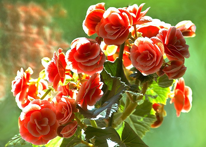 Как ухаживать за бегонией и вырастить красивый цветок