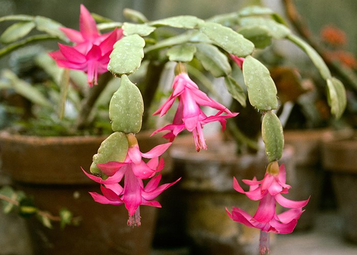 Как ухаживать за декабристом: любимым растением старшего поколения