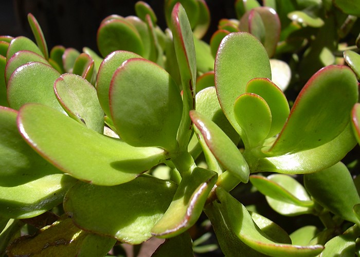 Как ухаживать за денежным деревом (толстянкой)