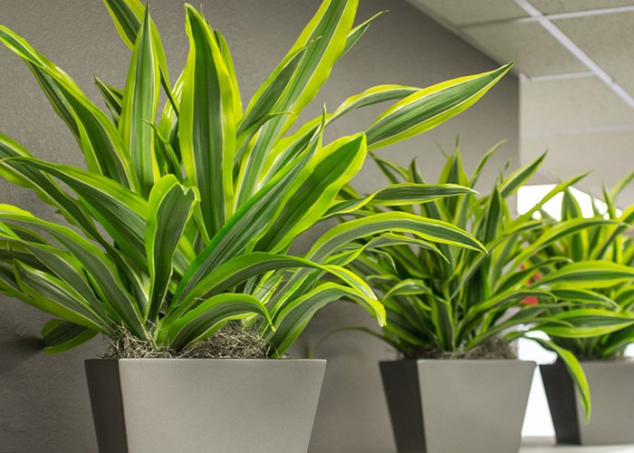 Как ухаживать за драценой и вырастить стильное растение Как ухаживать за драценой и вырастить стильное растение