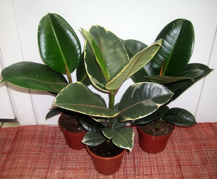 Как ухаживать за фикусом: полезные советы