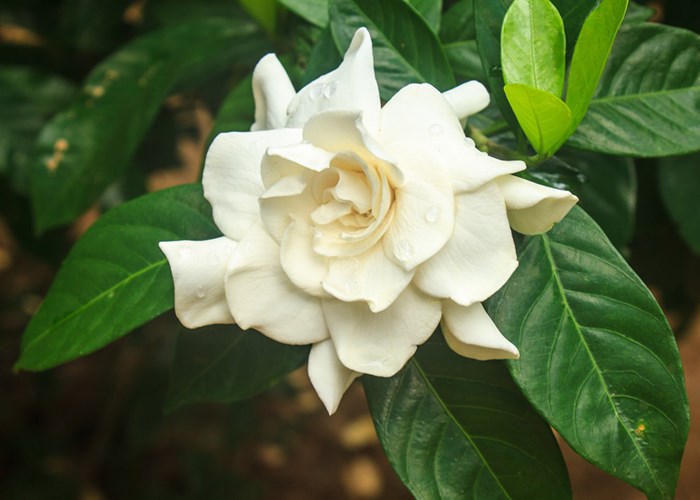 Как ухаживать за гарденией и вырастить идеальный цветок Как ухаживать за гарденией и вырастить идеальный цветок