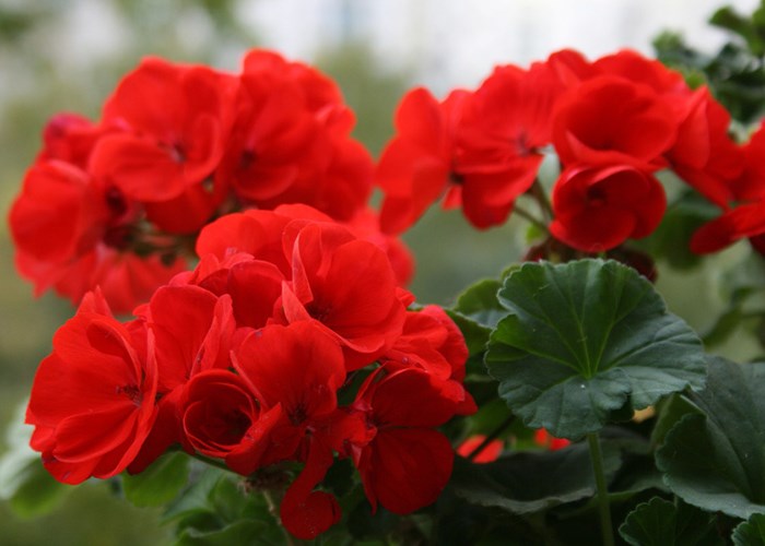 Как ухаживать за геранью и вырастить здоровый цветок