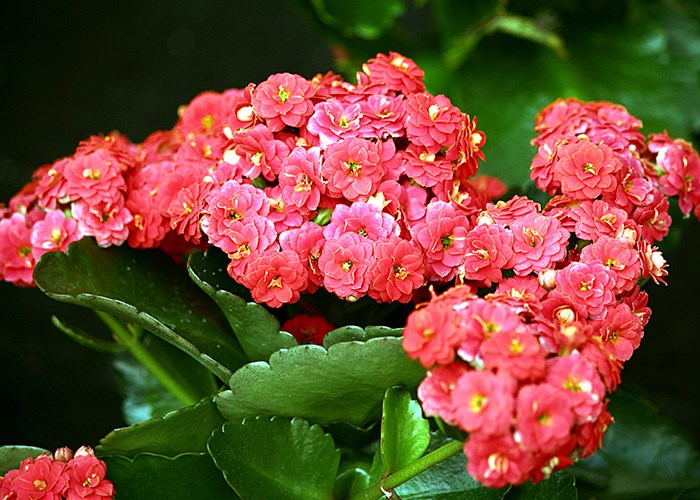 Как ухаживать за каланхоэ: советы и интересная информация Как ухаживать за каланхоэ: советы и интересная информация