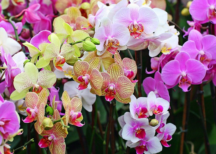 Как ухаживать за орхидеей фаленопсис