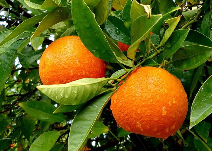 Как вырастить апельсин из косточки в домашних условиях Как вырастить апельсин из косточки в домашних условиях