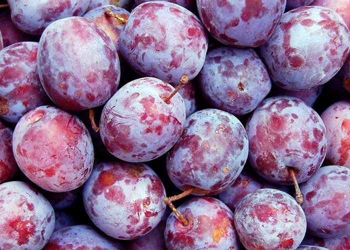 Как вырастить сливу из косточки в домашних условиях