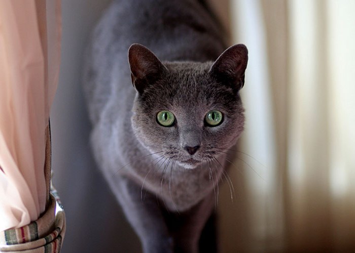 Какую породу кошек выбрать для квартиры: полезные советы