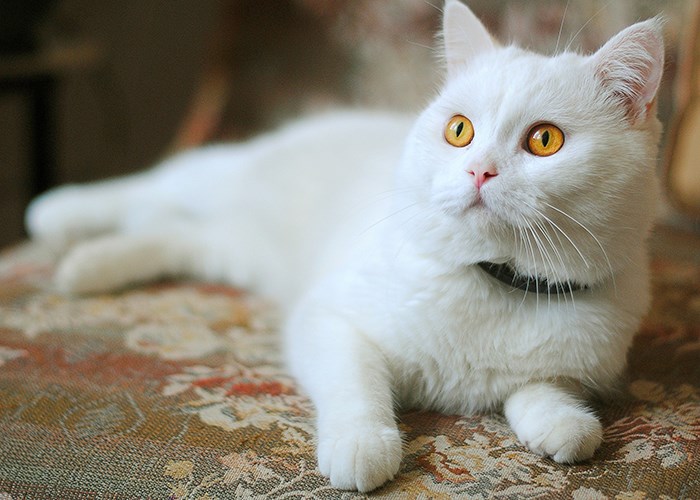 Какую породу кошек выбрать для квартиры: полезные советы