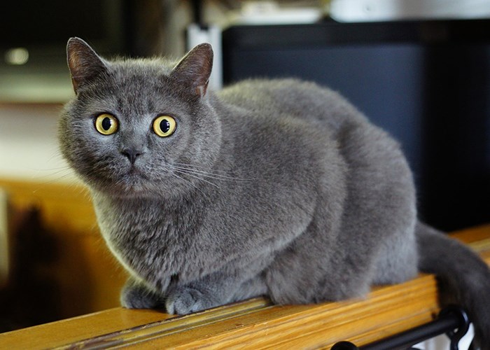 Какую породу кошек выбрать для квартиры: полезные советы