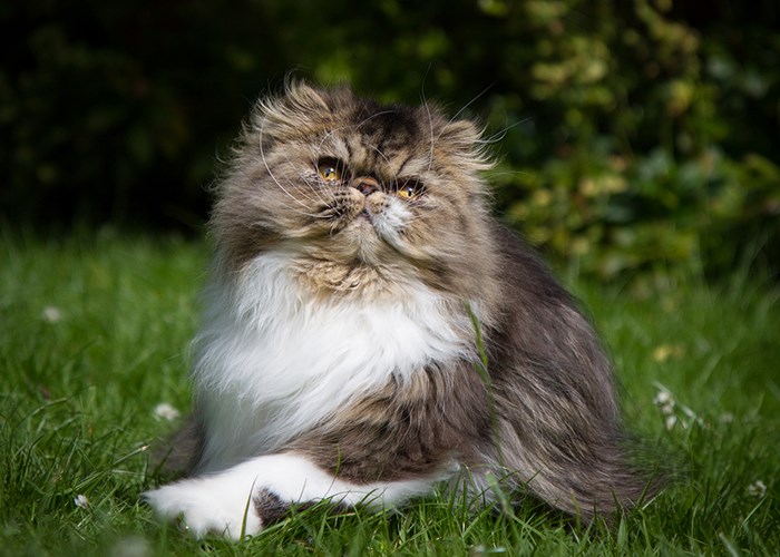 Какую породу кошек выбрать для квартиры: полезные советы