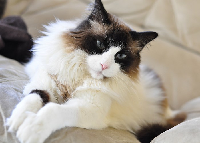 Какую породу кошек выбрать для квартиры: полезные советы