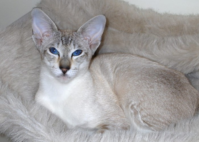 Какую породу кошек выбрать для квартиры: полезные советы