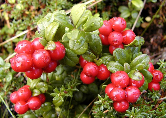 Кислая и бодрящая: польза клюквы для каждого человека