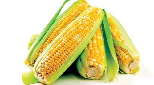 Кукуруза Кукуруза