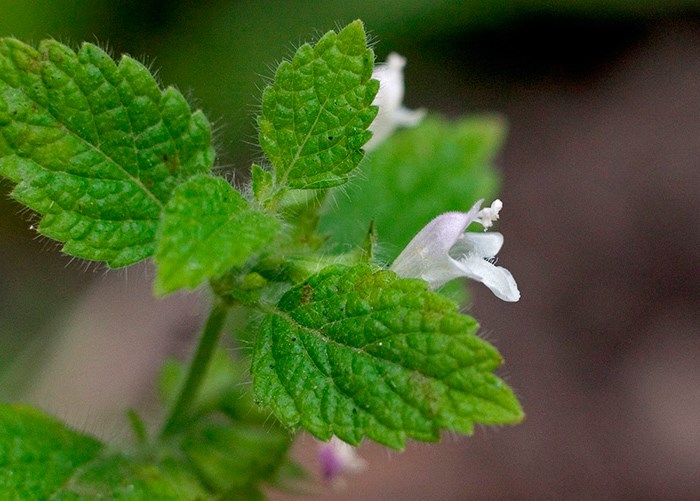 Мелисса: полезные свойства и интересные факты о растении