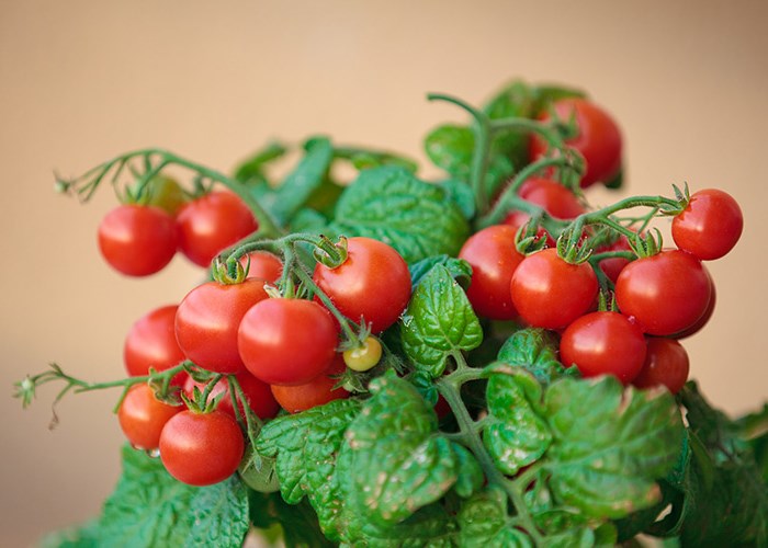 Огород на подоконнике: выращиваем свои эко-продукты Огород на подоконнике: выращиваем свои эко-продукты