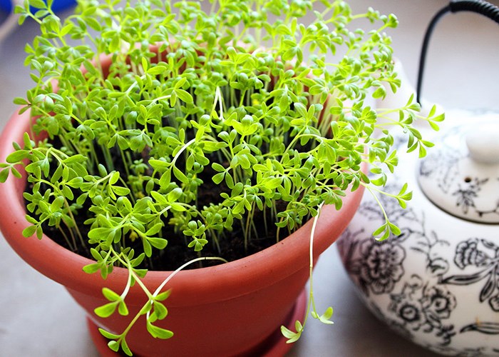 Огород на подоконнике: выращиваем свои эко-продукты Огород на подоконнике: выращиваем свои эко-продукты