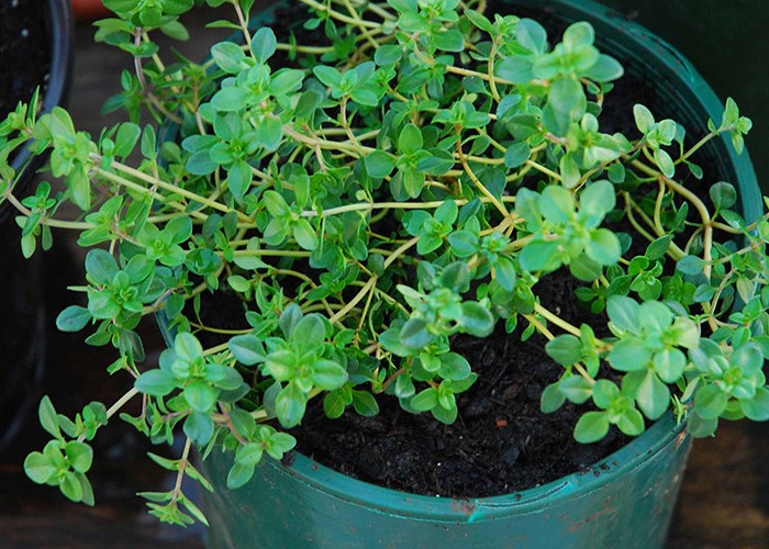 Огород на подоконнике: выращиваем свои эко-продукты Огород на подоконнике: выращиваем свои эко-продукты