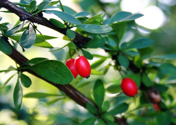 Полезные свойства барбариса — красных ягод здоровья