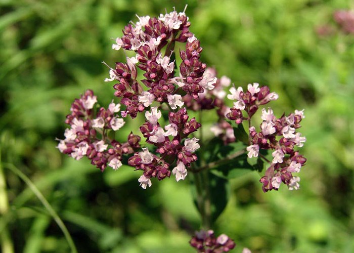 Полезные свойства душицы и применение этого растения Полезные свойства душицы и применение этого растения