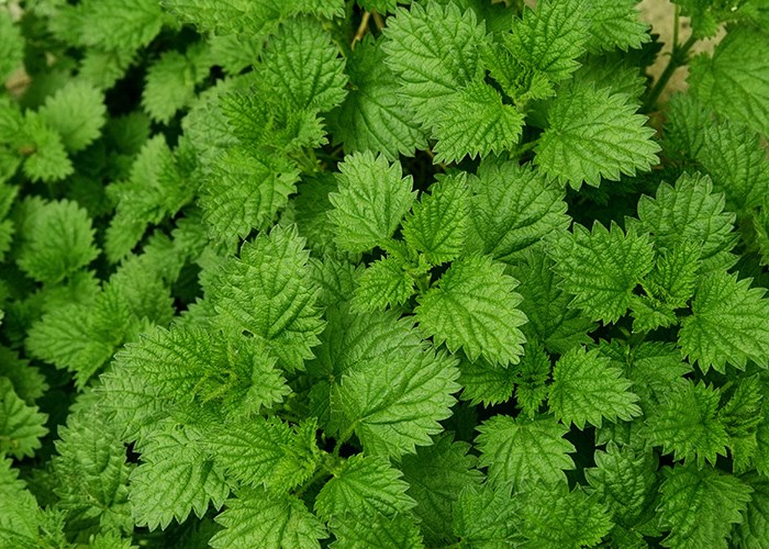 Полезные свойства крапивы для здоровья человека