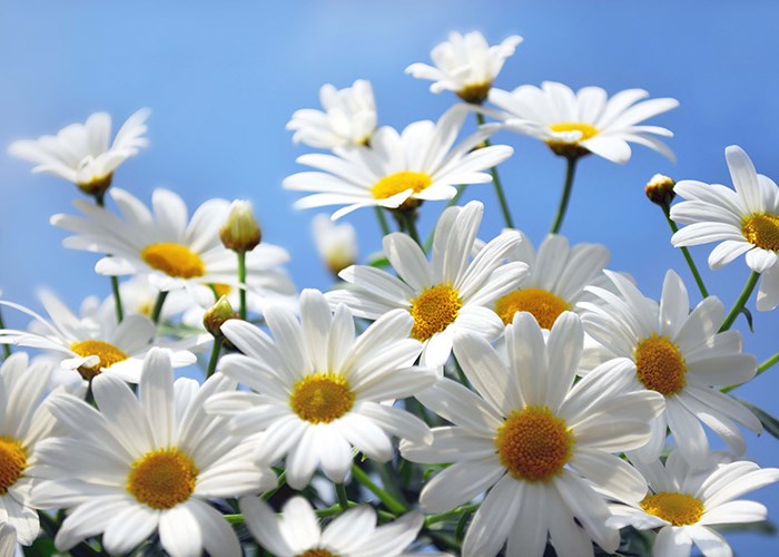 Полезные свойства ромашки для здоровья человека