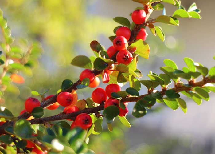 Польза боярышника для здоровья человека