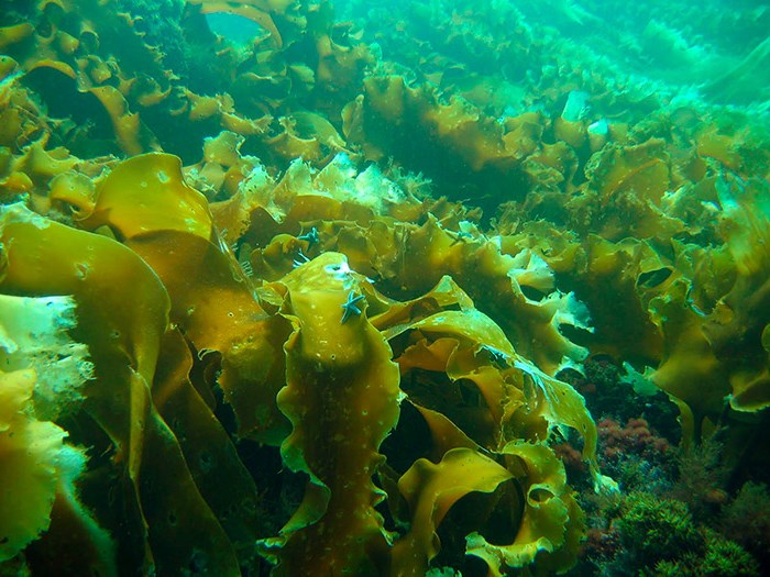 Польза морской капусты для здоровья женщины