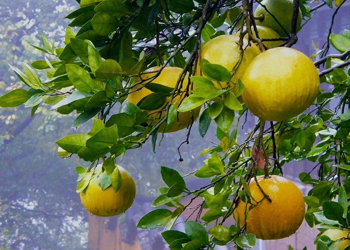 Польза помело — короля цитрусовых фруктов Польза помело — короля цитрусовых фруктов