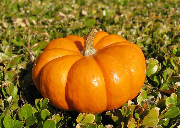 Польза тыквы для организма женщины