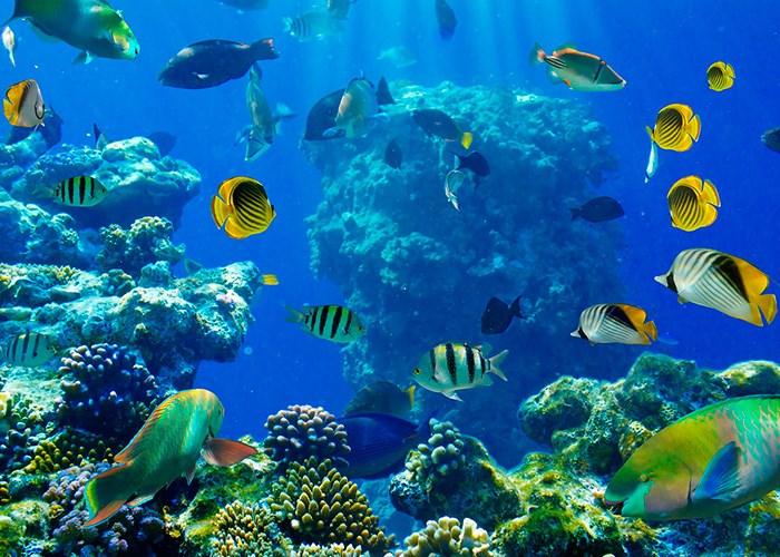 Самые неприхотливые аквариумные рыбки: 10 вариантов Самые неприхотливые аквариумные рыбки: 10 вариантов