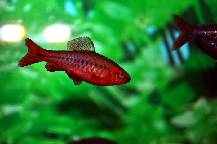 Самые неприхотливые аквариумные рыбки: 10 вариантов Самые неприхотливые аквариумные рыбки: 10 вариантов