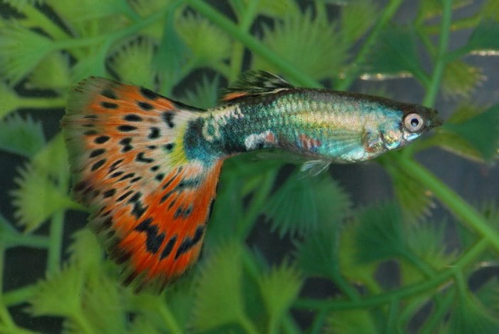 Самые неприхотливые аквариумные рыбки: 10 вариантов Самые неприхотливые аквариумные рыбки: 10 вариантов