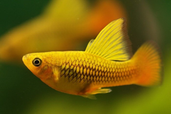 Самые неприхотливые аквариумные рыбки: 10 вариантов Самые неприхотливые аквариумные рыбки: 10 вариантов