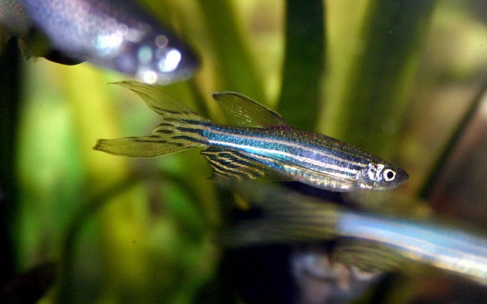 Самые неприхотливые аквариумные рыбки: 10 вариантов Самые неприхотливые аквариумные рыбки: 10 вариантов