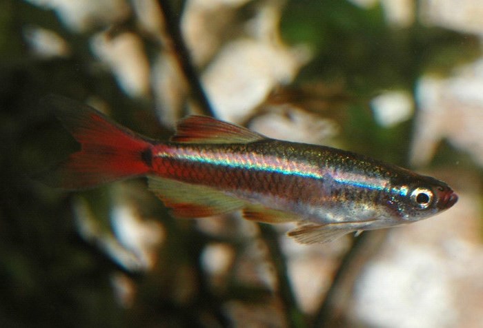 Самые неприхотливые аквариумные рыбки: 10 вариантов Самые неприхотливые аквариумные рыбки: 10 вариантов