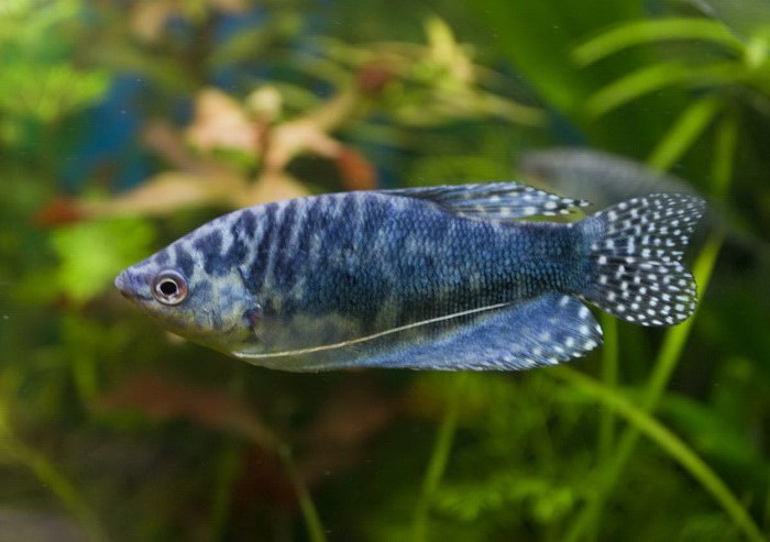 Самые неприхотливые аквариумные рыбки: 10 вариантов Самые неприхотливые аквариумные рыбки: 10 вариантов