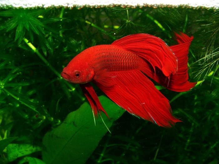 Самые неприхотливые аквариумные рыбки: 10 вариантов Самые неприхотливые аквариумные рыбки: 10 вариантов